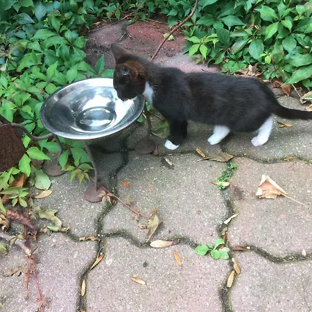 Wrede-hof * Cappeler Niederstrich