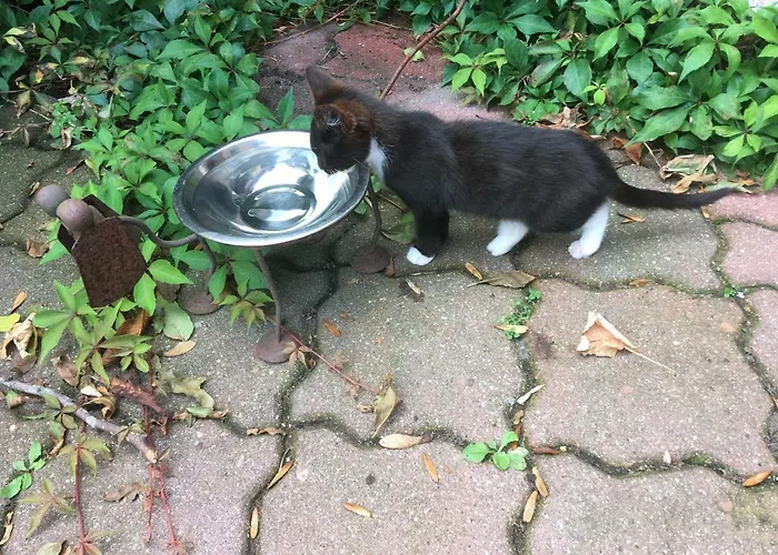 Wrede-hof * Cappeler Niederstrich